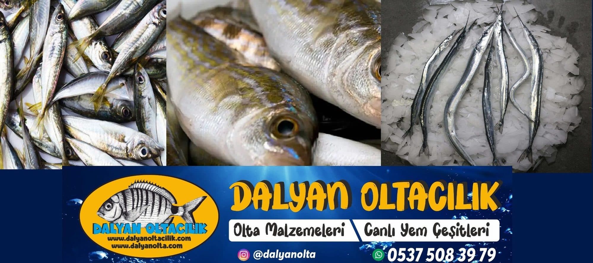 Donuk Yem Grubumuz